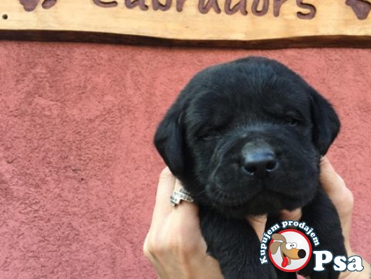 Labrador retriver štenci